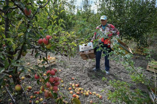 Сбор урожая груш в Крыму