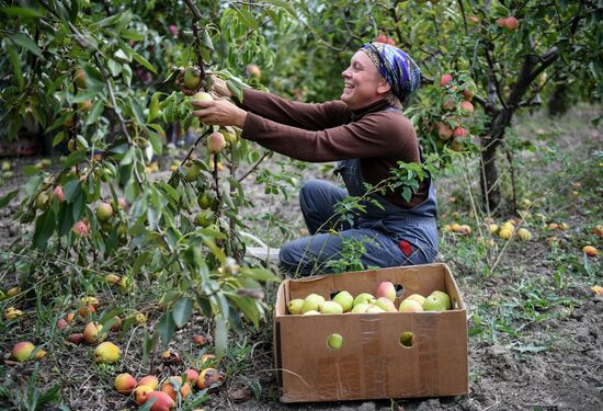 Сбор урожая груш в Крыму