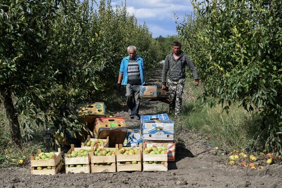 Сбор урожая груш в Крыму