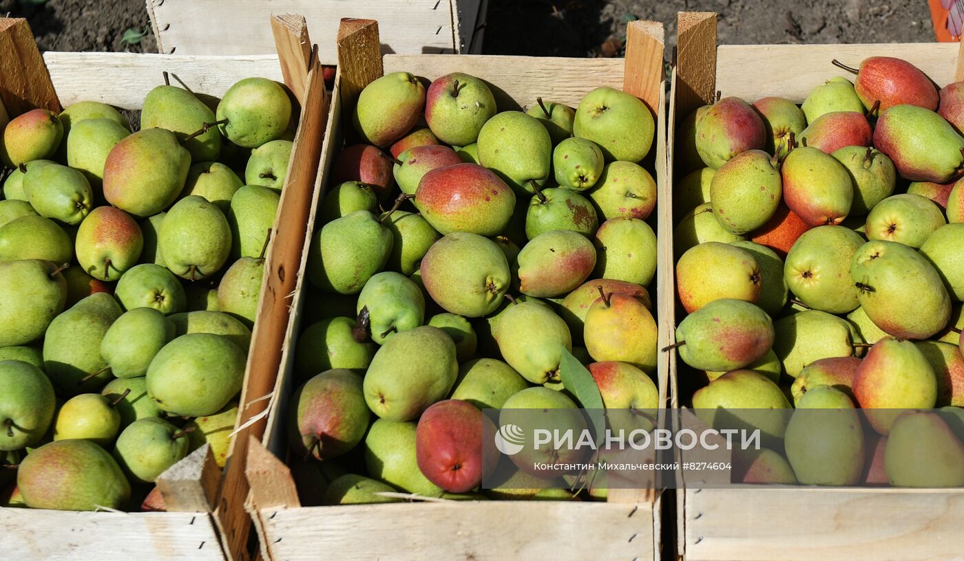 Сбор урожая груш в Крыму