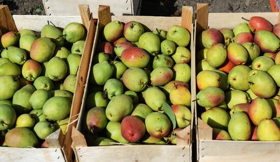 Сбор урожая груш в Крыму