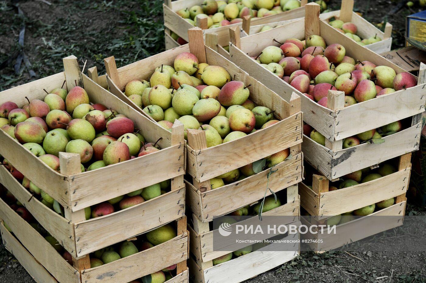 Сбор урожая груш в Крыму