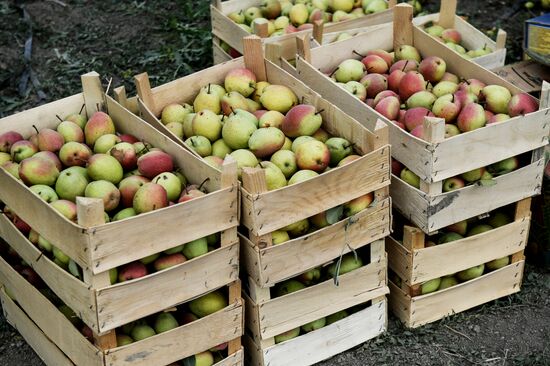 Сбор урожая груш в Крыму