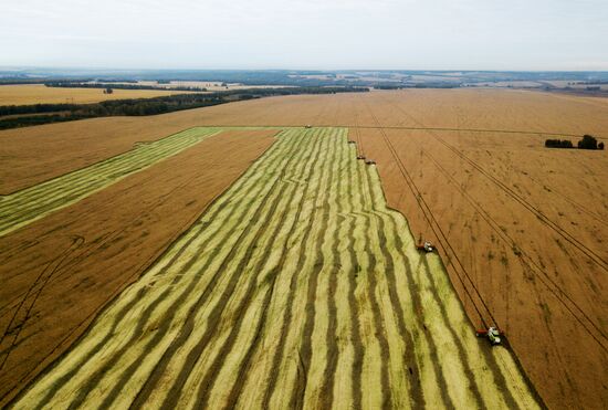 Сбор урожая рапса и пшеницы в Новосибирской области