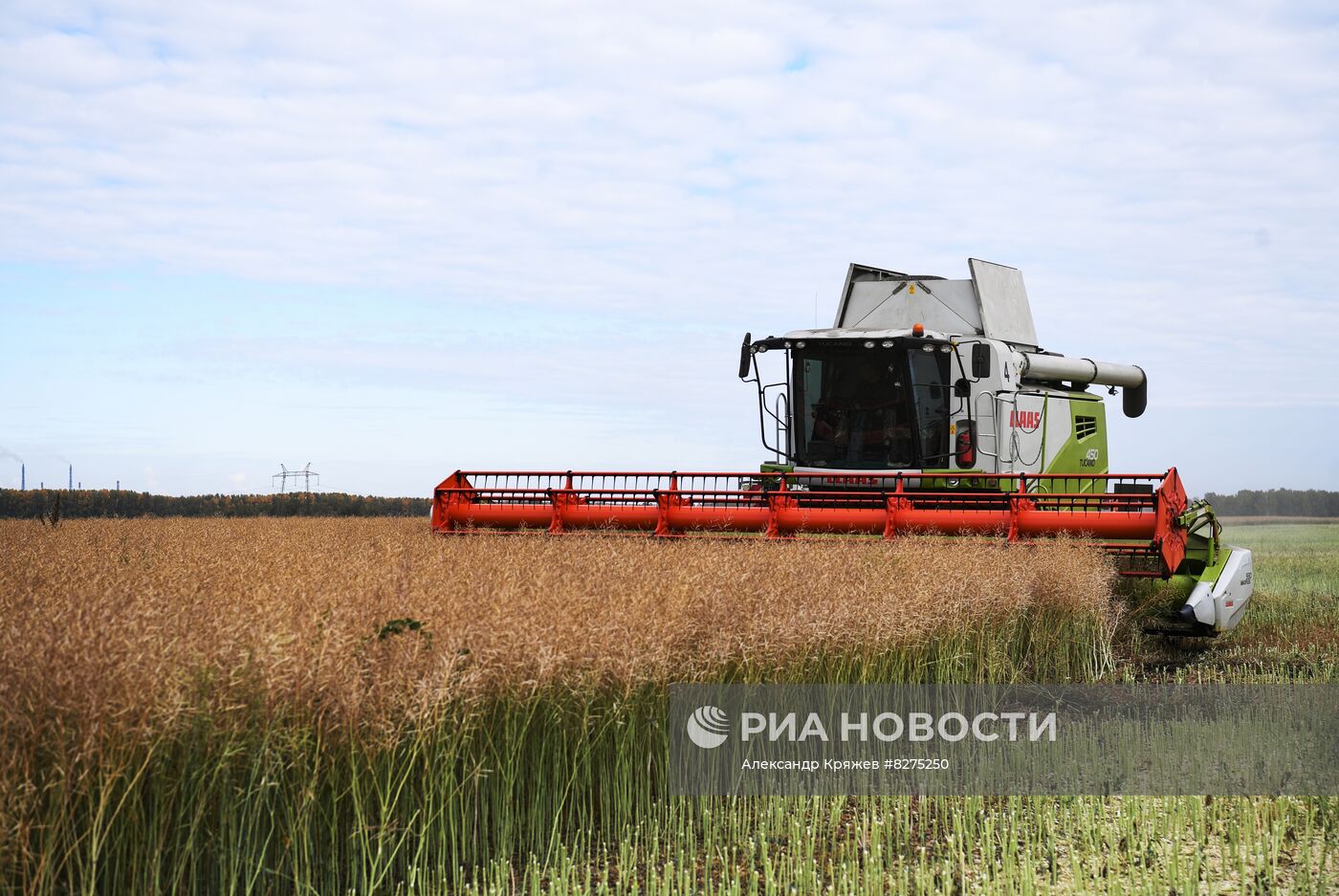 Сбор урожая рапса и пшеницы в Новосибирской области