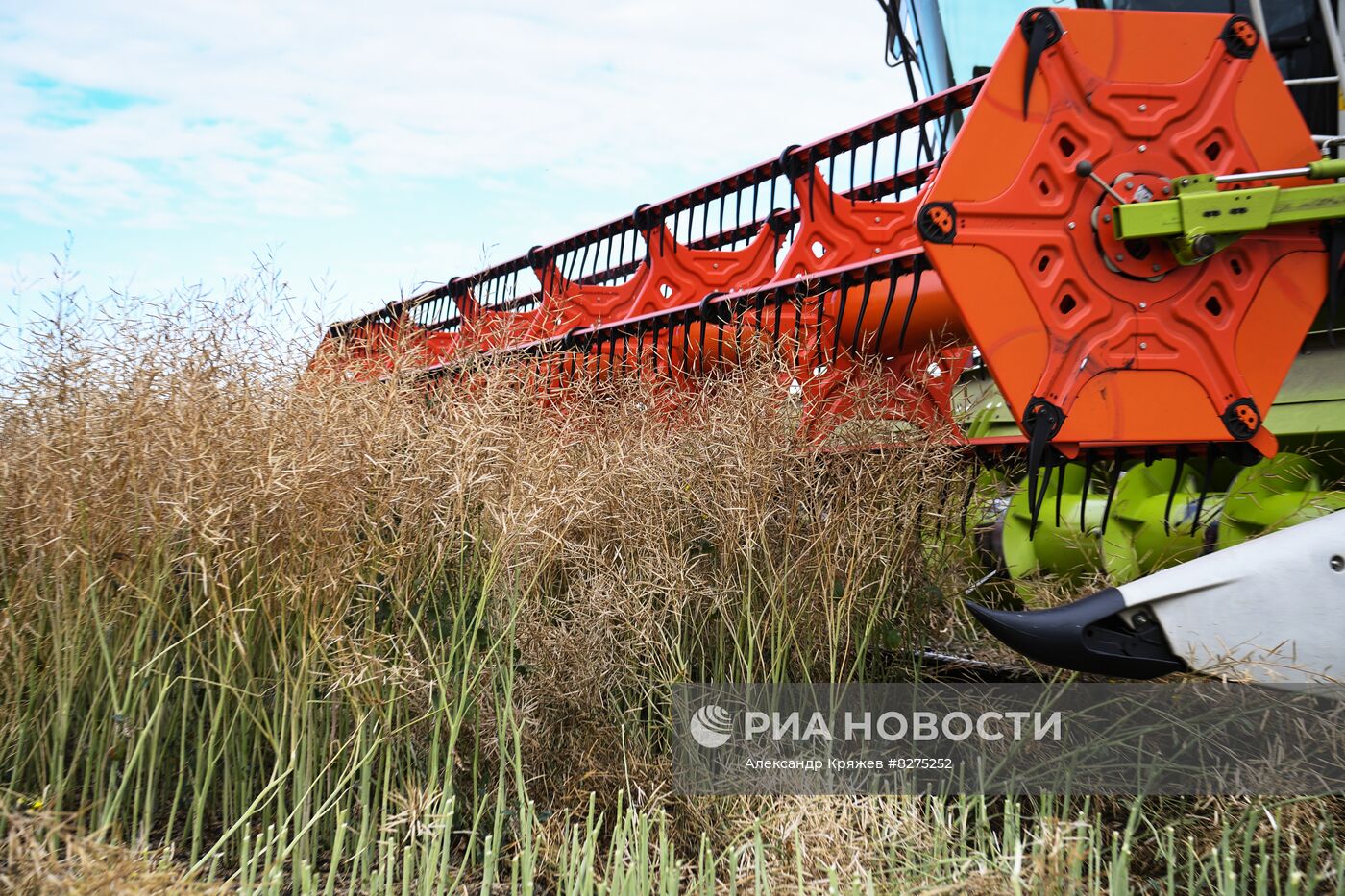 Сбор урожая рапса и пшеницы в Новосибирской области