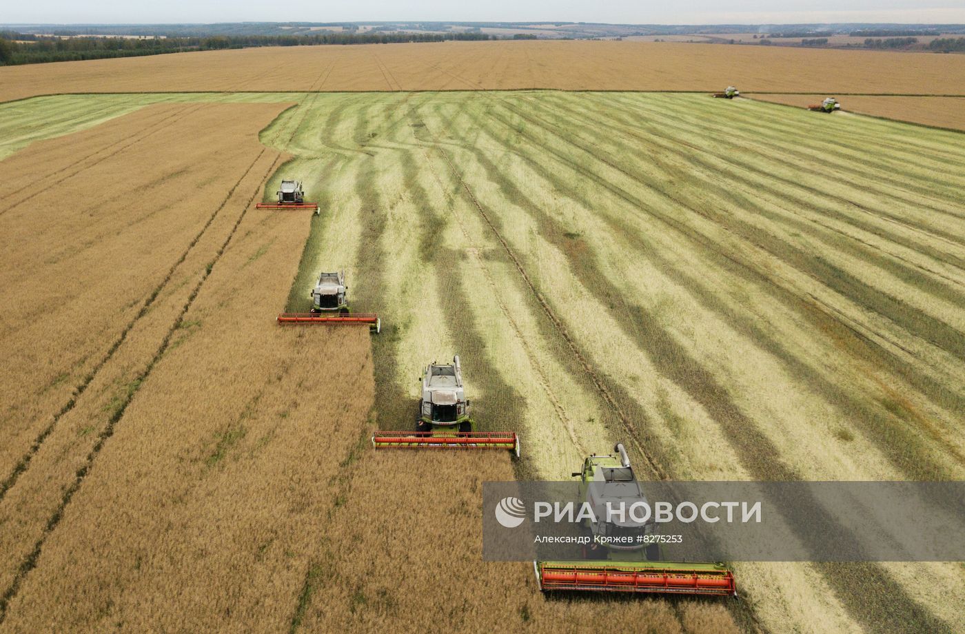 Сбор урожая рапса и пшеницы в Новосибирской области