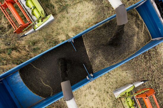 Сбор урожая рапса и пшеницы в Новосибирской области