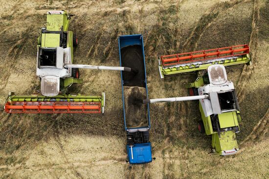 Сбор урожая рапса и пшеницы в Новосибирской области