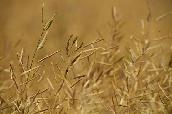 Сбор урожая рапса и пшеницы в Новосибирской области