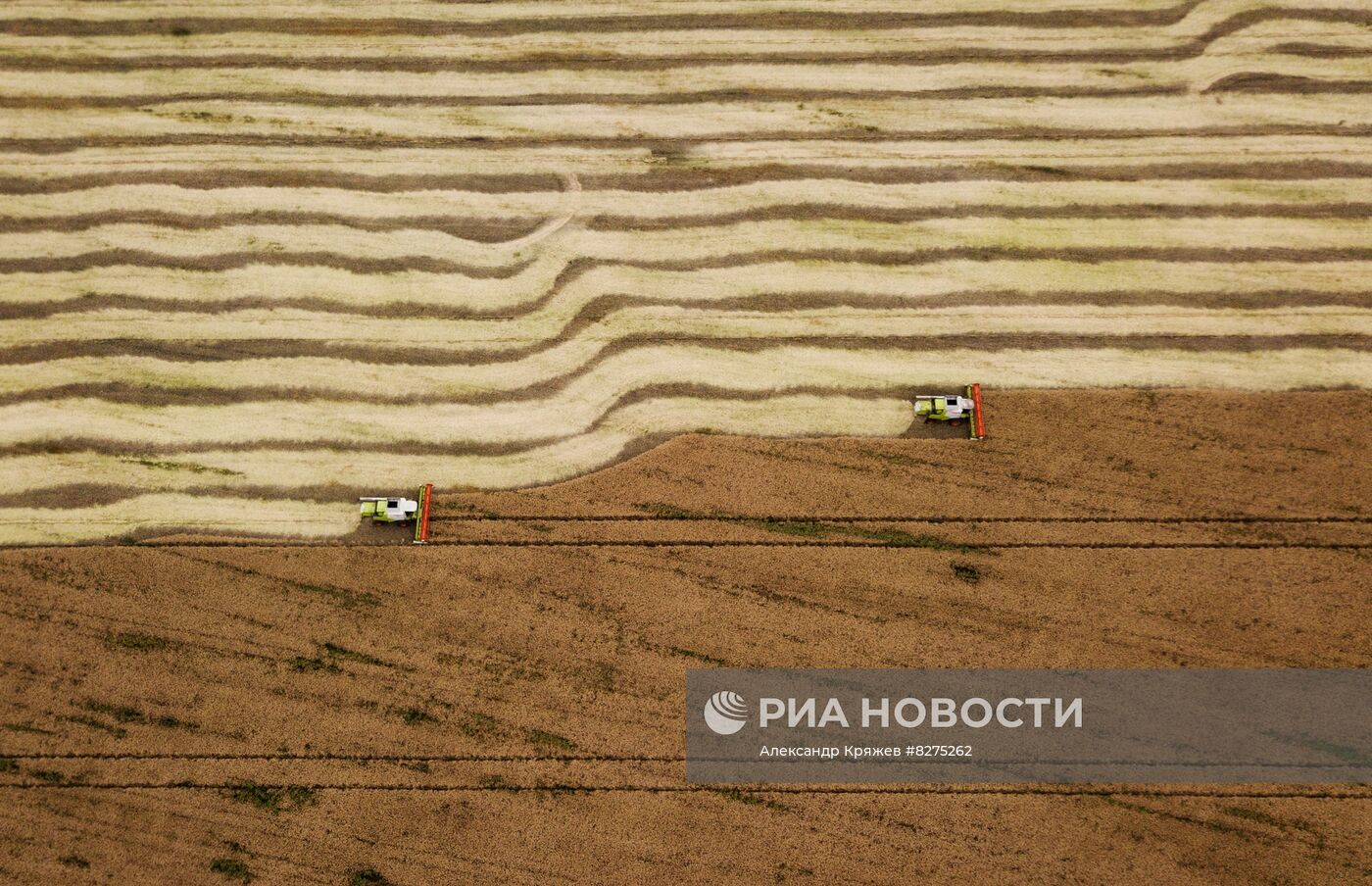 Сбор урожая рапса и пшеницы в Новосибирской области