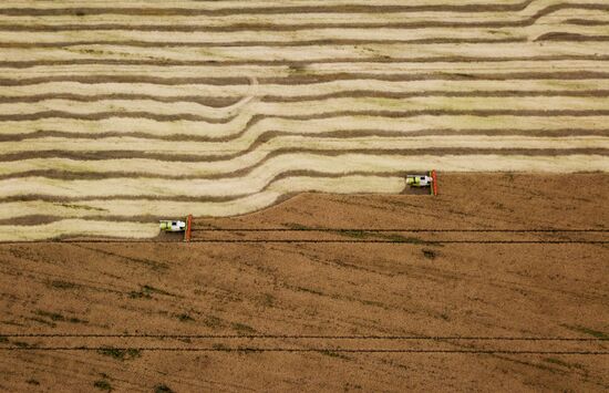 Сбор урожая рапса и пшеницы в Новосибирской области