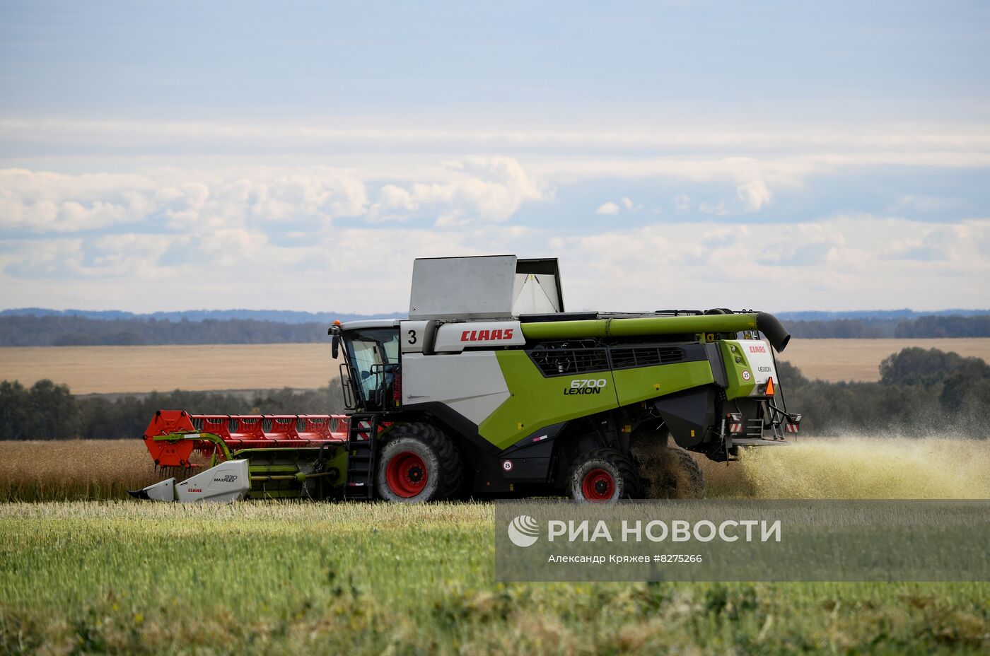 Сбор урожая рапса и пшеницы в Новосибирской области