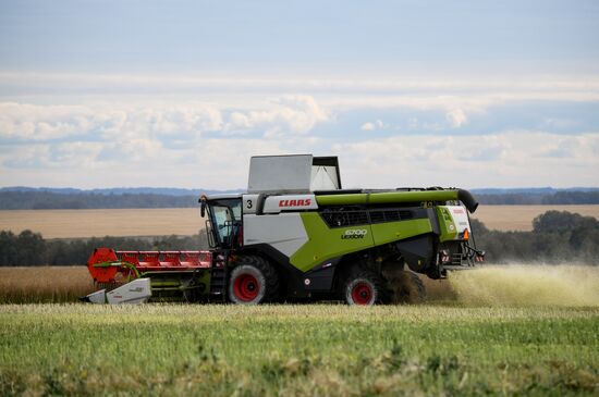Сбор урожая рапса и пшеницы в Новосибирской области