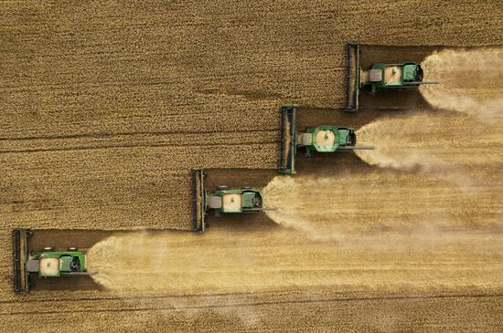 Сбор урожая рапса и пшеницы в Новосибирской области