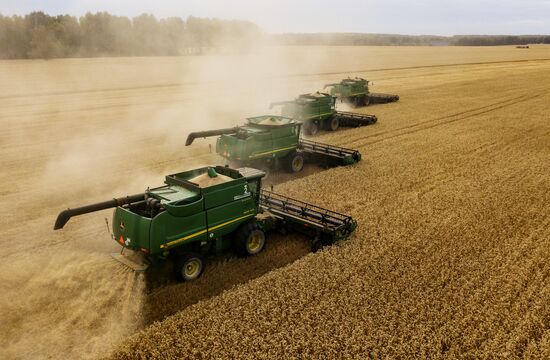 Сбор урожая рапса и пшеницы в Новосибирской области