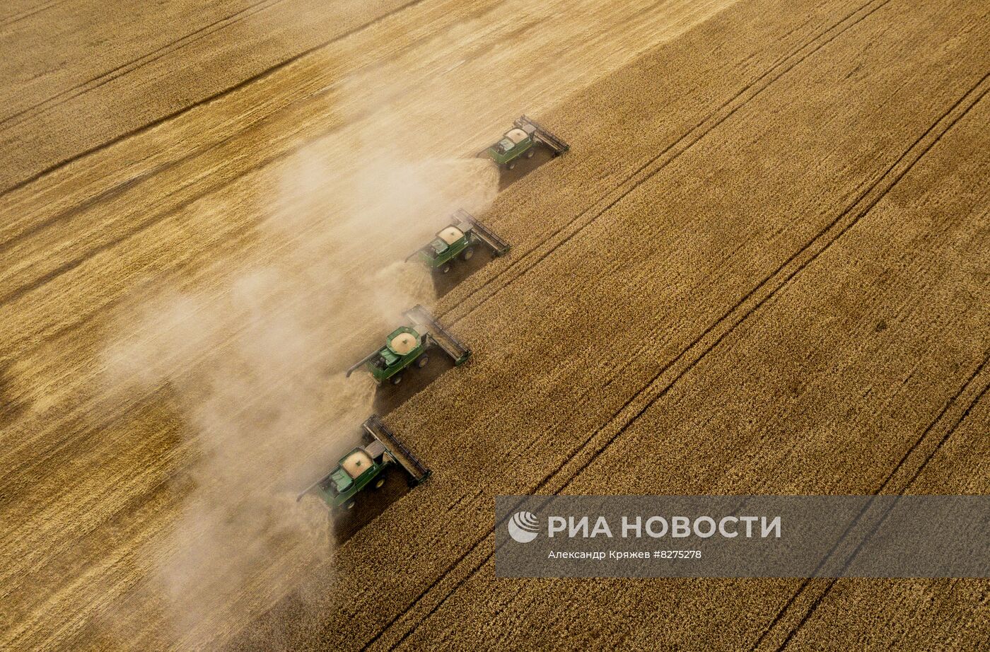 Сбор урожая рапса и пшеницы в Новосибирской области