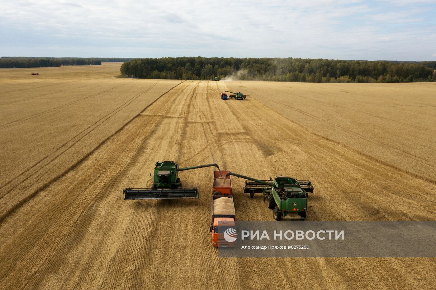 Сбор урожая рапса и пшеницы в Новосибирской области