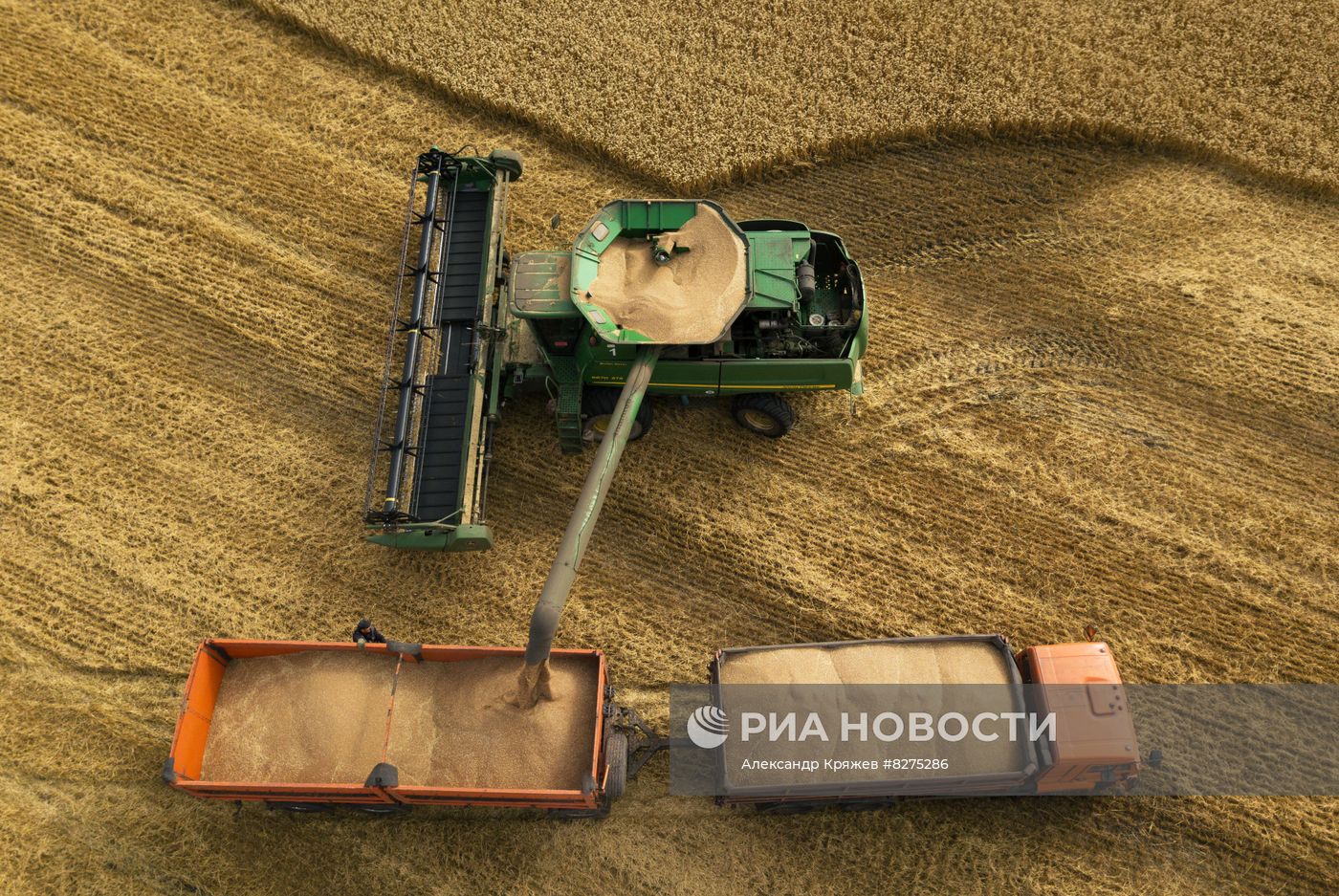 Сбор урожая рапса и пшеницы в Новосибирской области