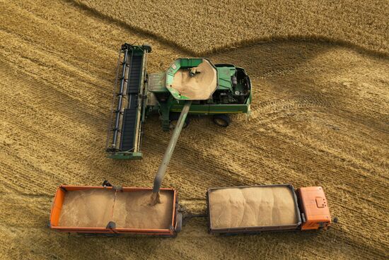 Сбор урожая рапса и пшеницы в Новосибирской области