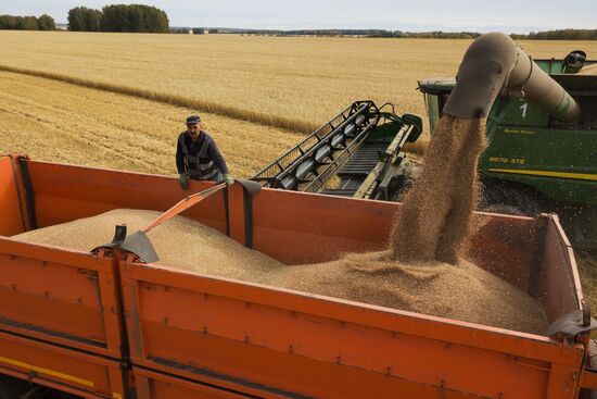 Сбор урожая рапса и пшеницы в Новосибирской области
