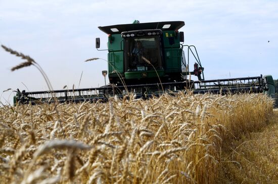 Сбор урожая рапса и пшеницы в Новосибирской области