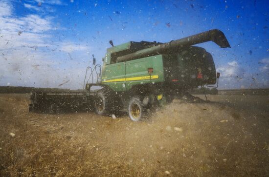 Сбор урожая рапса и пшеницы в Новосибирской области