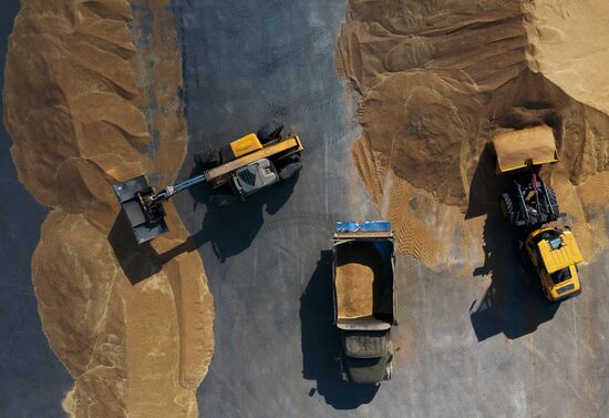 Сбор урожая рапса и пшеницы в Новосибирской области