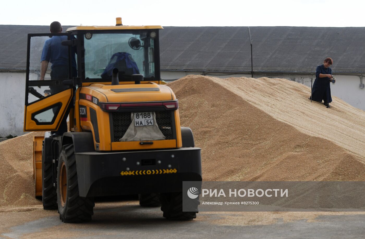 Сбор урожая рапса и пшеницы в Новосибирской области