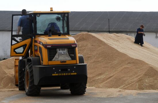 Сбор урожая рапса и пшеницы в Новосибирской области