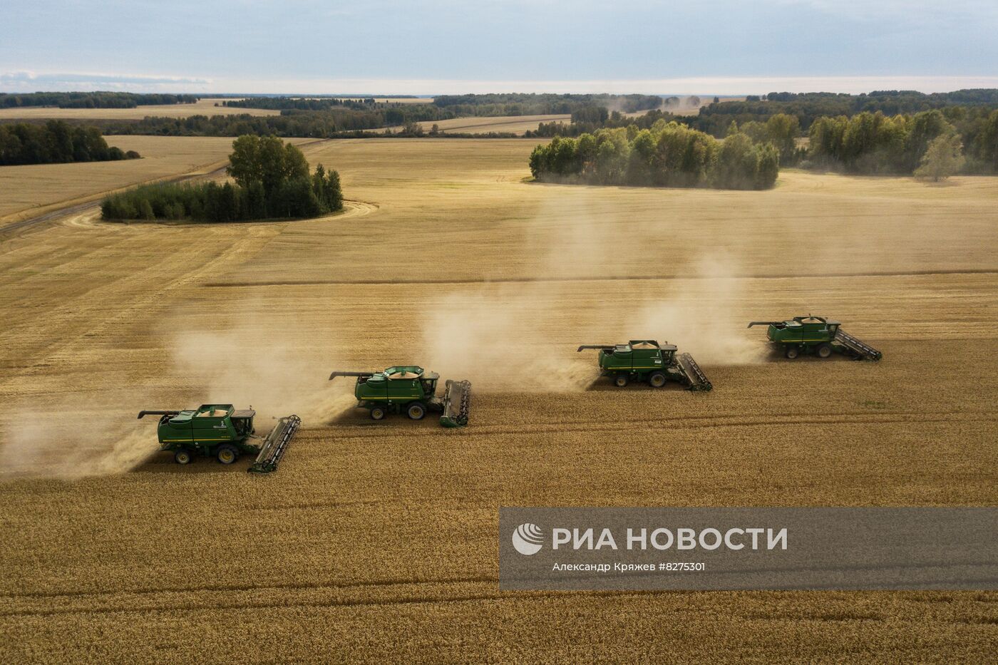 Сбор урожая рапса и пшеницы в Новосибирской области