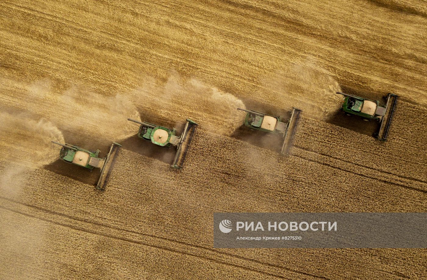 Сбор урожая рапса и пшеницы в Новосибирской области