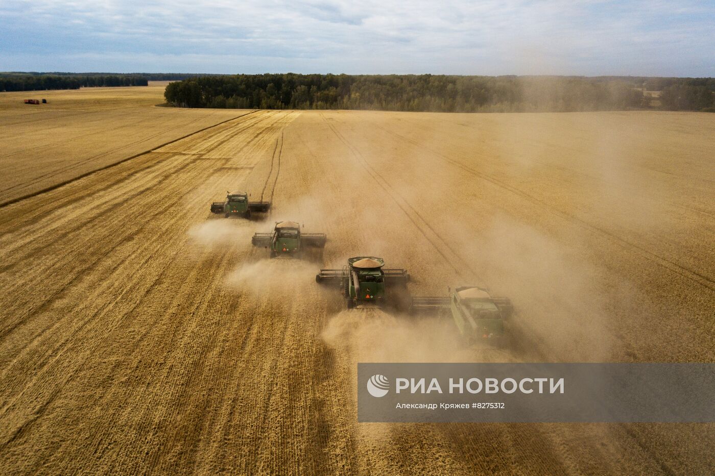 Сбор урожая рапса и пшеницы в Новосибирской области