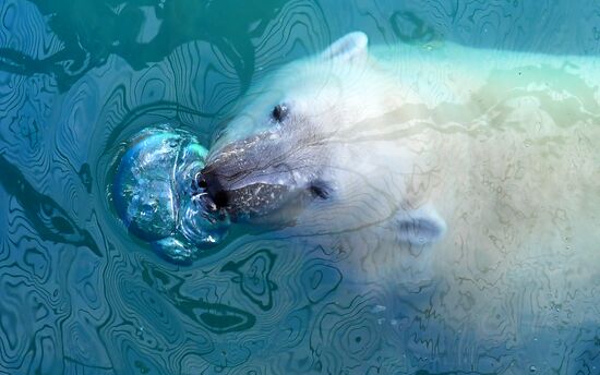 Белый медвежонок в красноярском парке "Роев ручей"