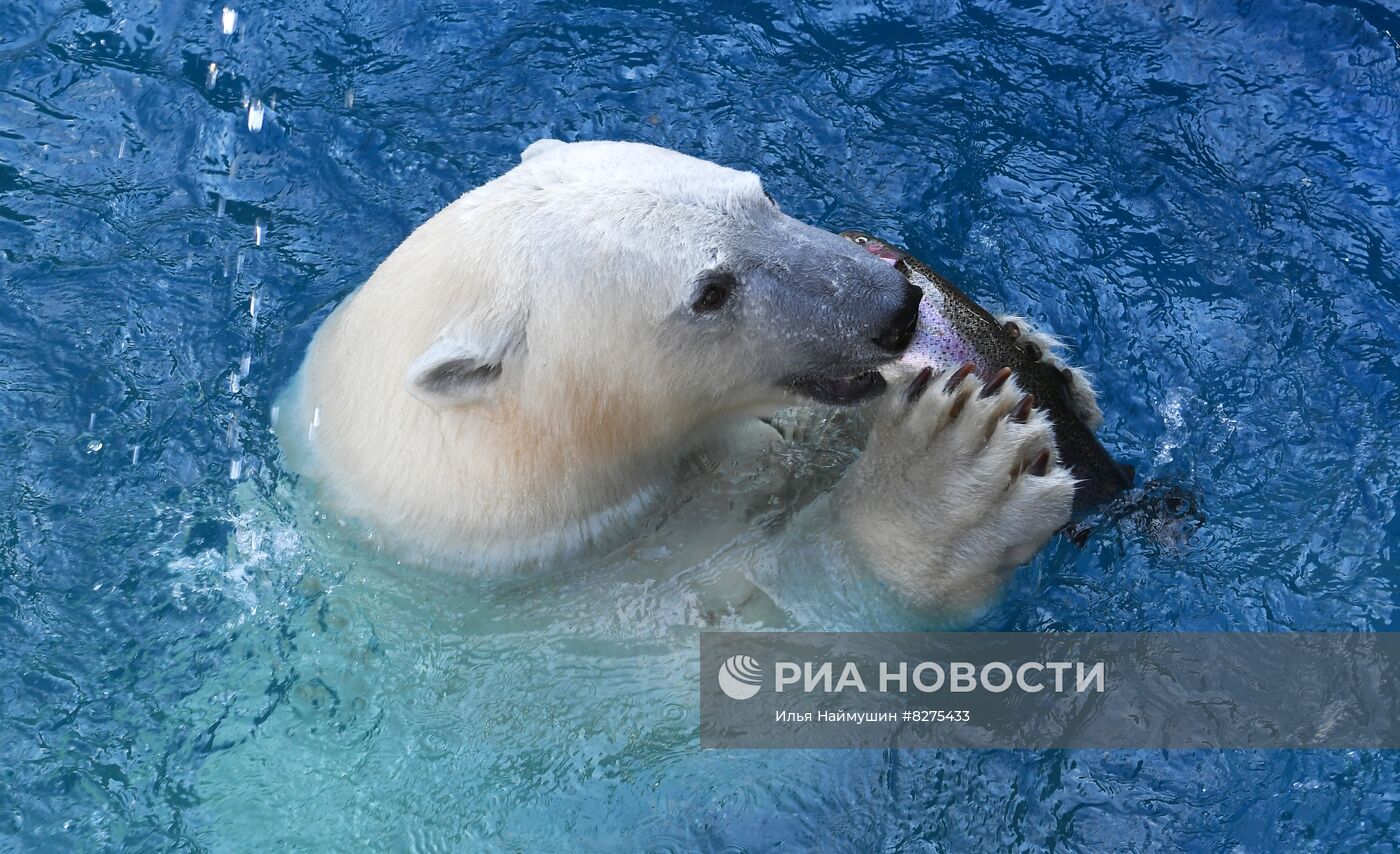 Белый медвежонок в красноярском парке "Роев ручей"