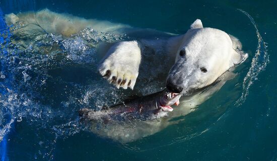 Белый медвежонок в красноярском парке "Роев ручей"