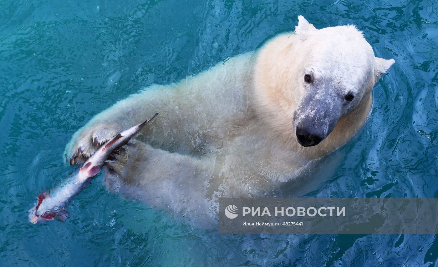 Белый медвежонок в красноярском парке "Роев ручей"