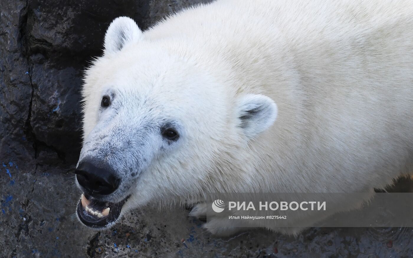 Белый медвежонок в красноярском парке "Роев ручей"