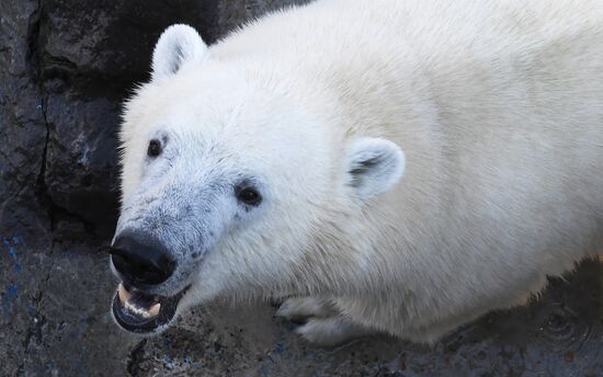 Белый медвежонок в красноярском парке "Роев ручей"