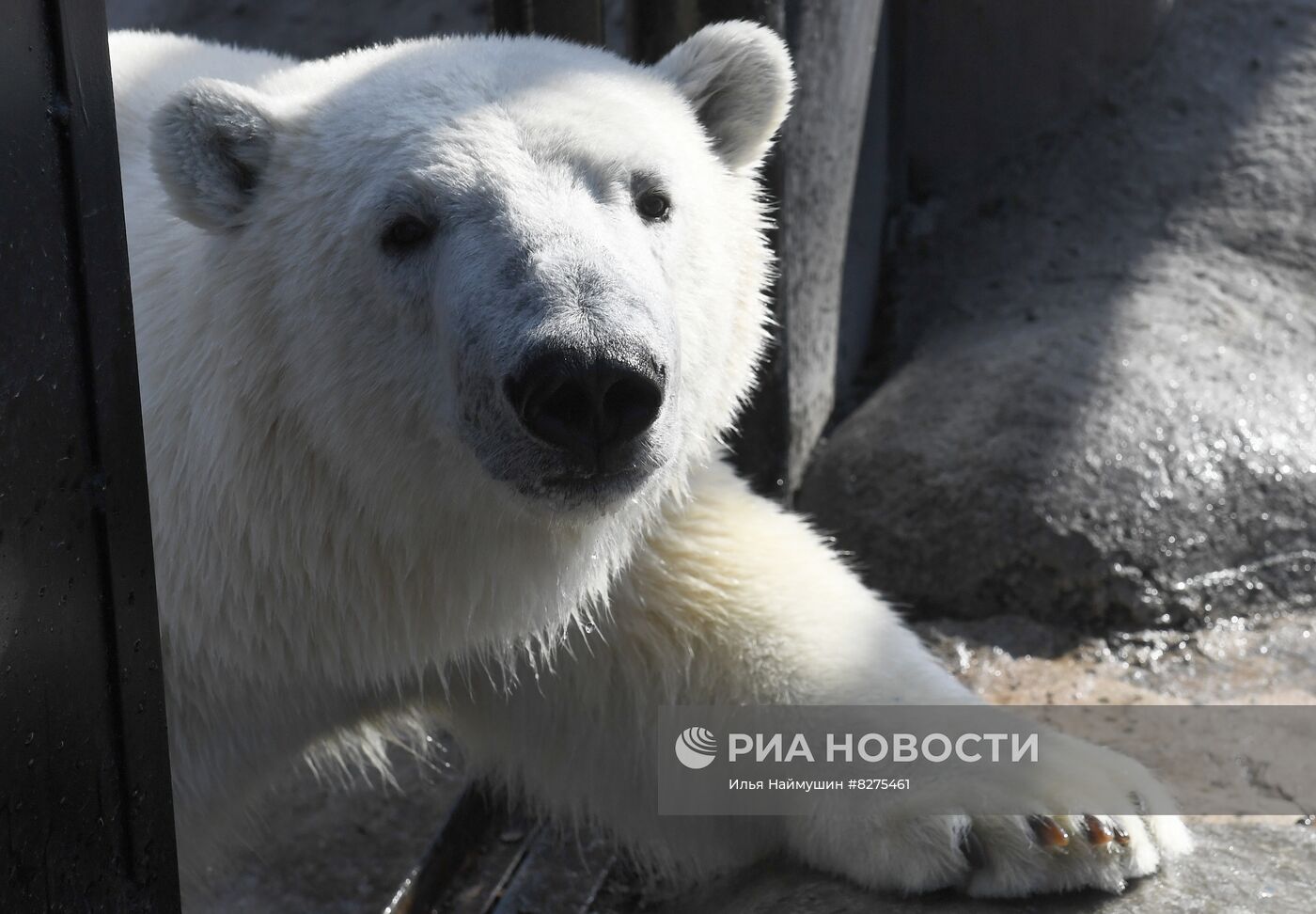 Белый медвежонок в красноярском парке "Роев ручей"