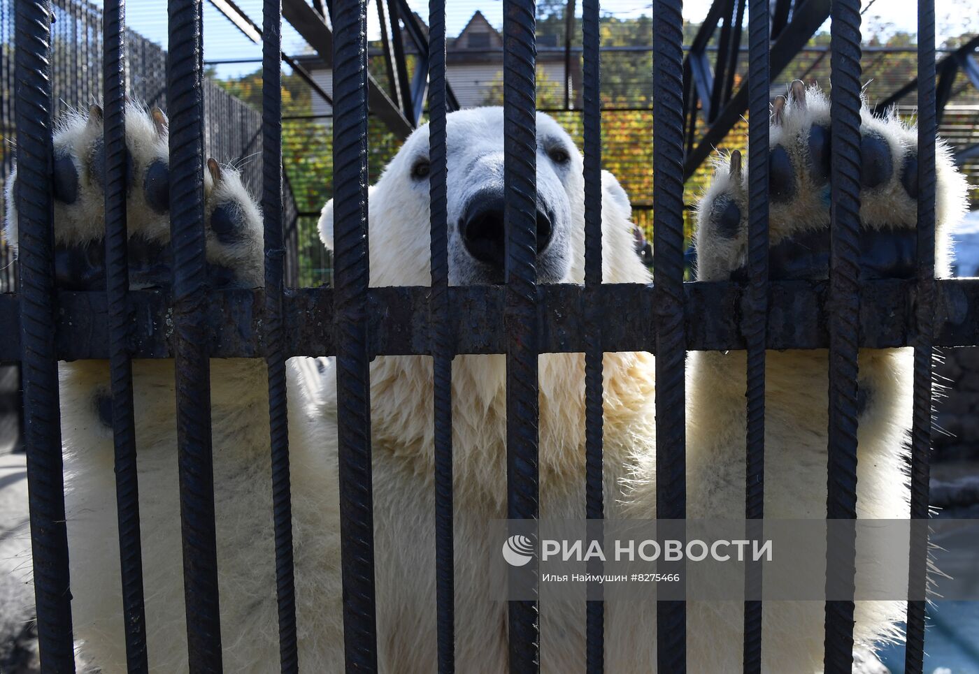 Белый медвежонок в красноярском парке "Роев ручей"