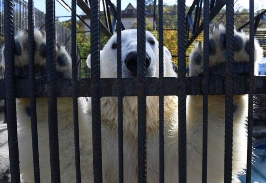 Белый медвежонок в красноярском парке "Роев ручей"
