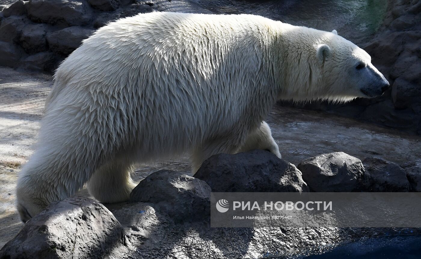 Белый медвежонок в красноярском парке "Роев ручей"