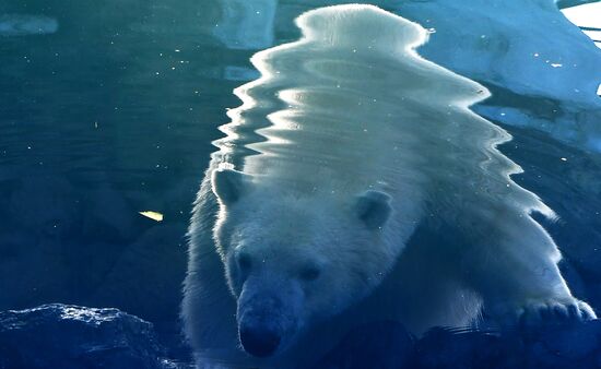 Белый медвежонок в красноярском парке "Роев ручей"
