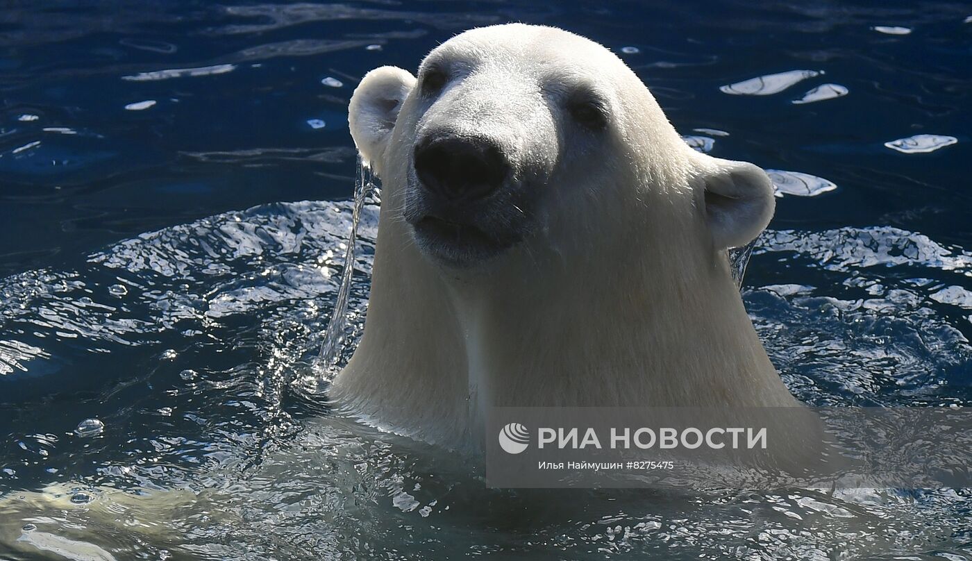 Белый медвежонок в красноярском парке "Роев ручей"