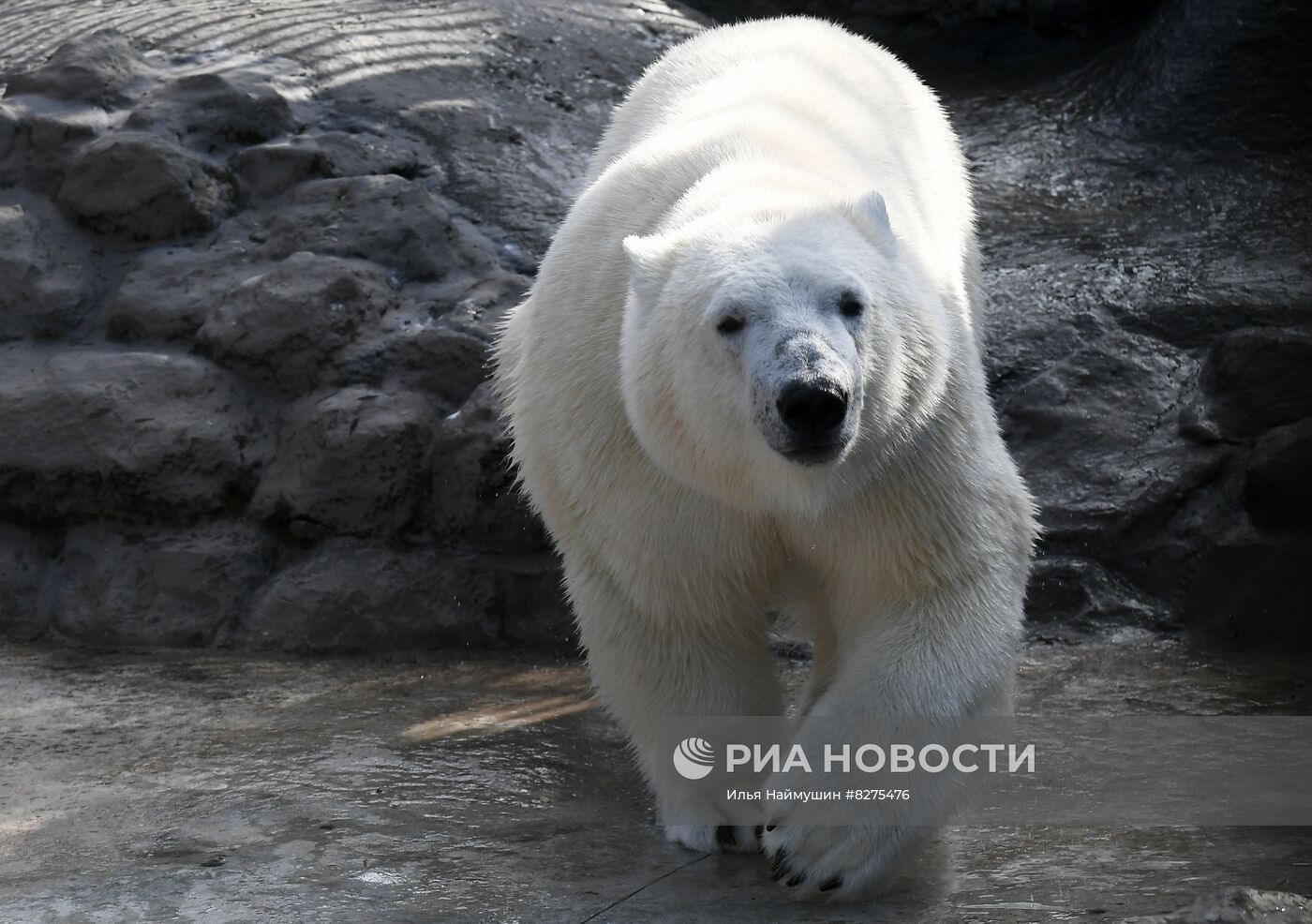 Белый медвежонок в красноярском парке "Роев ручей"