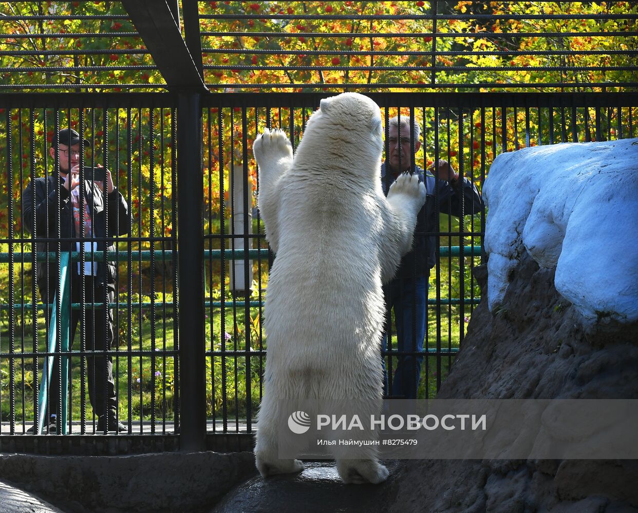 Белый медвежонок в красноярском парке "Роев ручей"