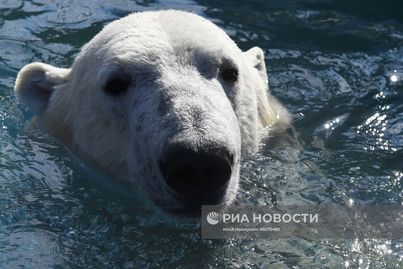 Белый медвежонок в красноярском парке "Роев ручей"