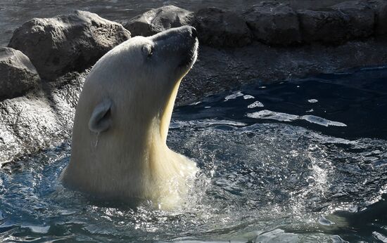 Белый медвежонок в красноярском парке "Роев ручей"
