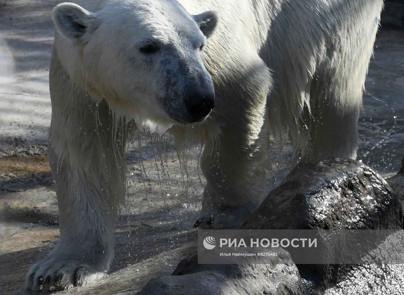 Белый медвежонок в красноярском парке "Роев ручей"